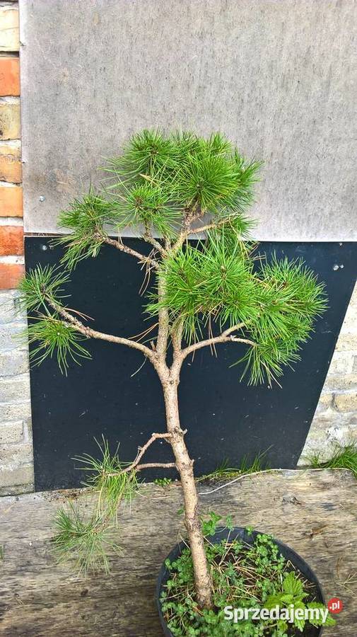 Krzewy Formowane Ogrodowe Bonsai mazowieckie Mszczonów