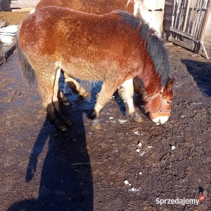 Żrebica 9 miesięcy sprzedam