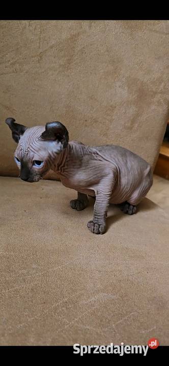 Gotowy do odbioru Sfinks POINT SPH SPHYNX SFINX dolnośląskie Jaworzyna Śląska