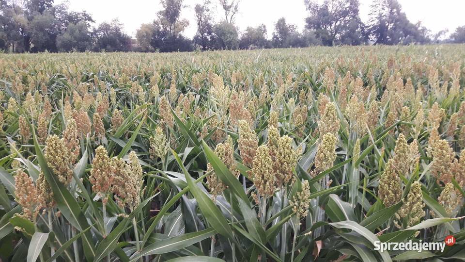 Sorgo czerwone ziarno dolnośląskie