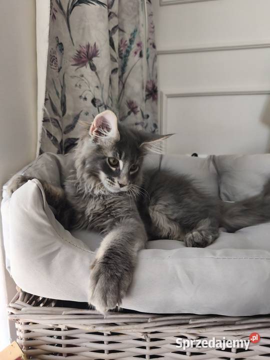 Kocurek Maine coon Axel Lipa
