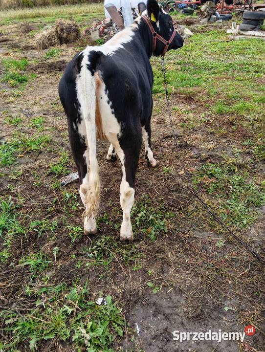 Sprzedam Jałówki Grodzisk Mazowiecki