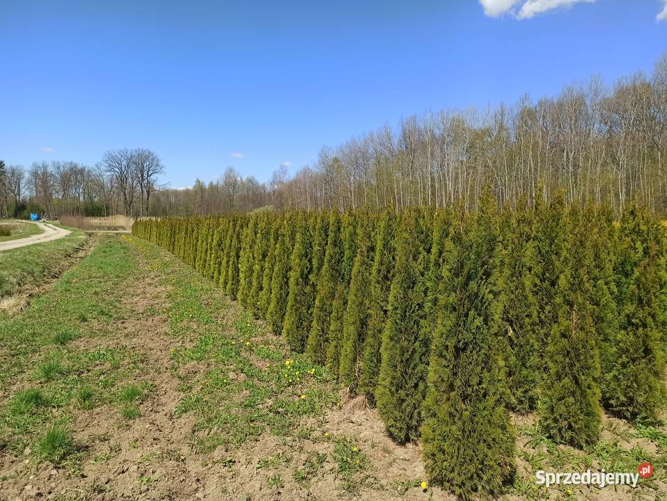 Thuje Szmaragd Brabant małopolskie