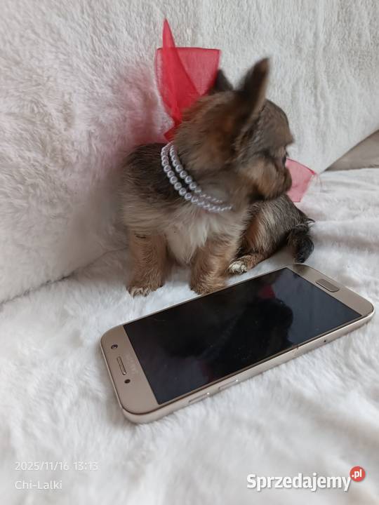 Chihuahua dziewczynka suczka XS dlugowlosa Inowrocław