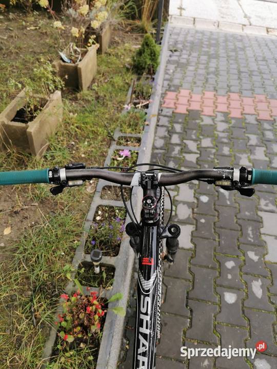 Bulls sharptail 2 Rabka-Zdrój