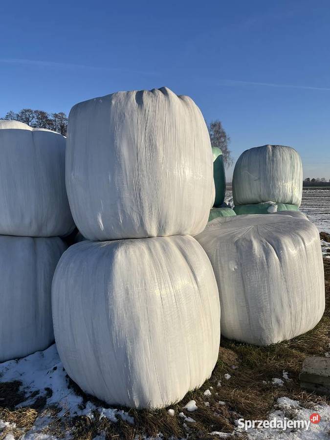 Sianokiszonka wielkopolskie