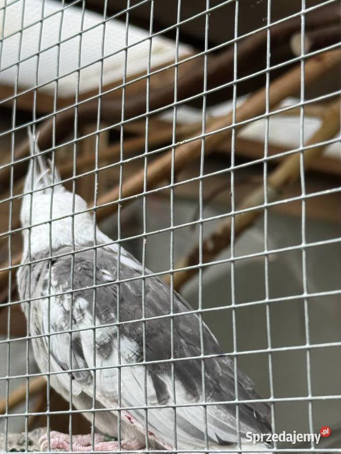 Papuga nimfa nimfy białogłowa Ptaki Konin