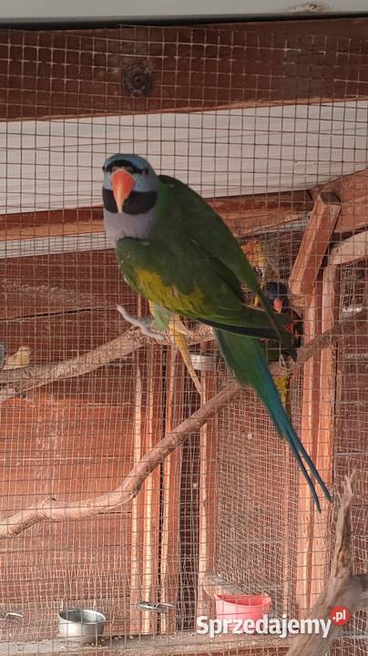 Aleksandretta chińska samiec Zwierzęta