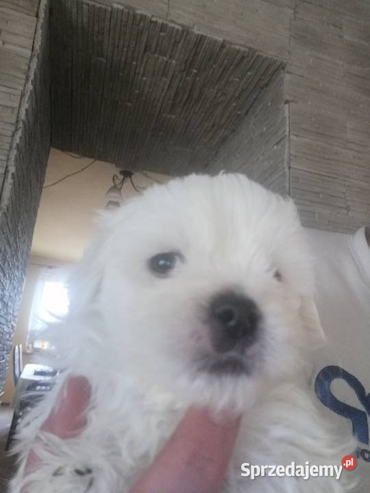 Piękny Maltańczyk z rodowodem