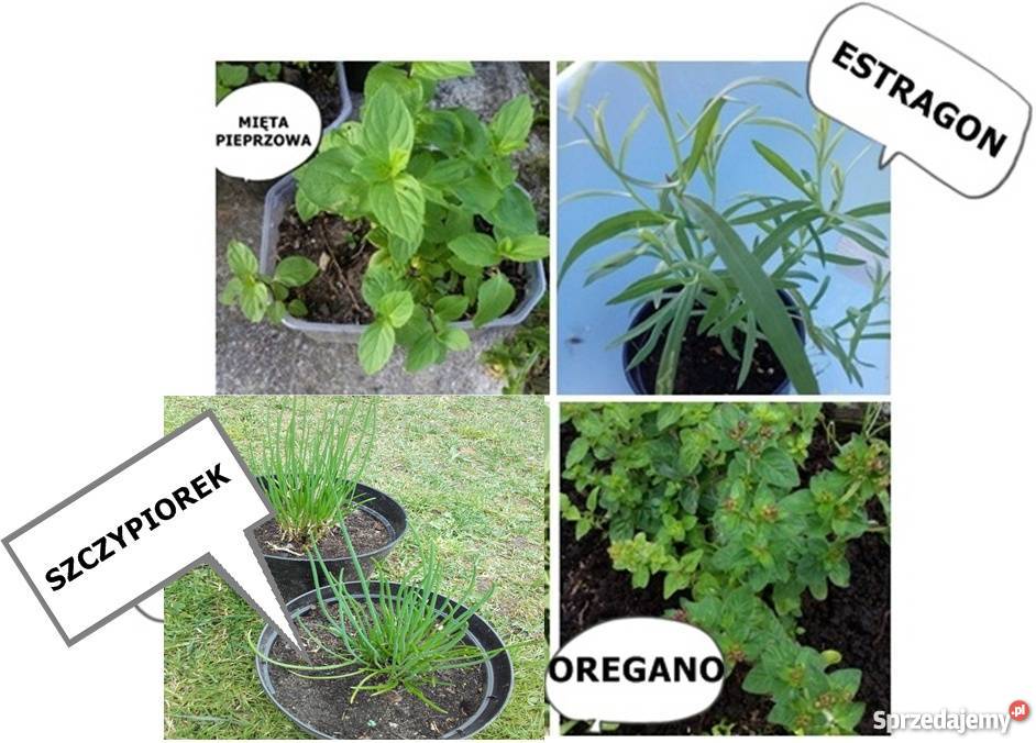 ROŚLINA NA UKĄSZENIA ozdoba ROJNIK wiele innych Lublin sprzedam