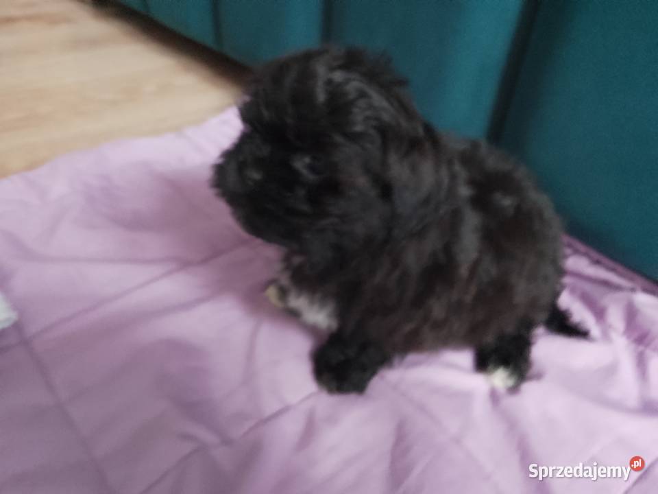 Piesek Shih Tzu z rodowodem Zambrów sprzedam