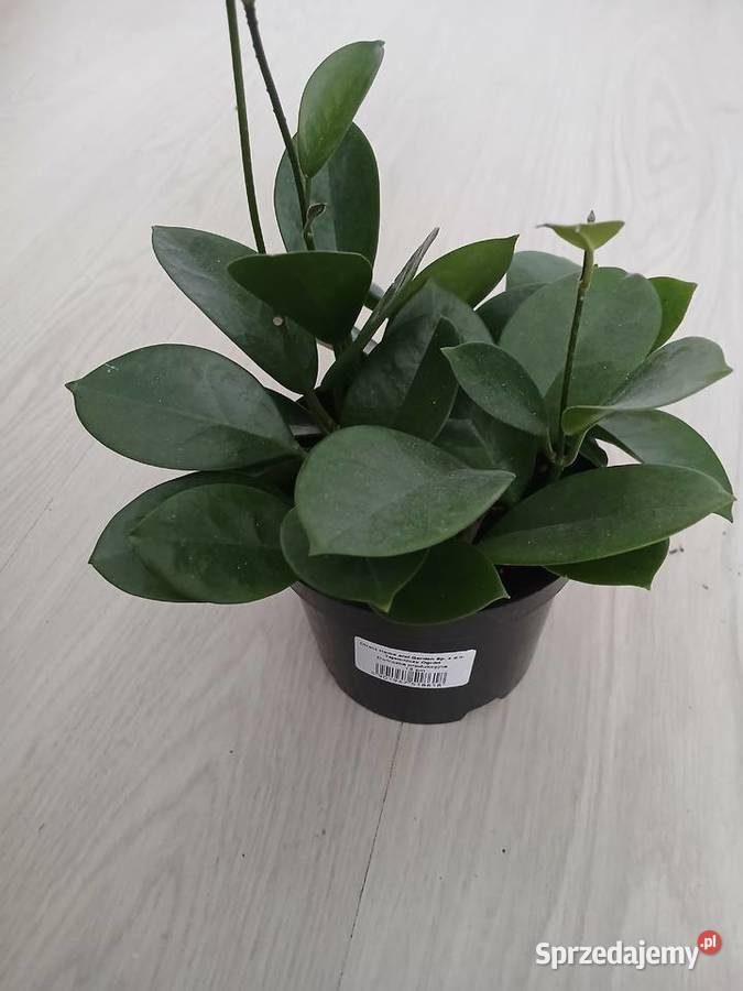 Hoya australis gęsta Zielone Częstochowa