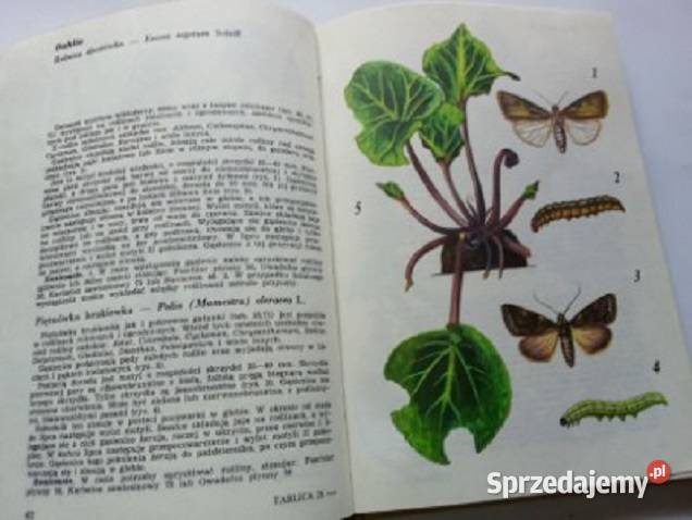 Atlas chorób i szkodników roślin ozdobnych Łódź