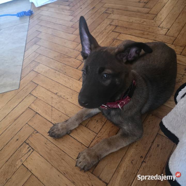 Owczarek belgijski malinois suczka 8 tygodni Wyszków
