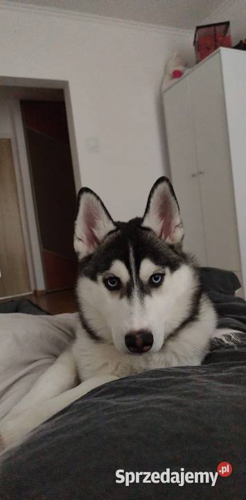 Husky syberyjski suczka Leżajsk