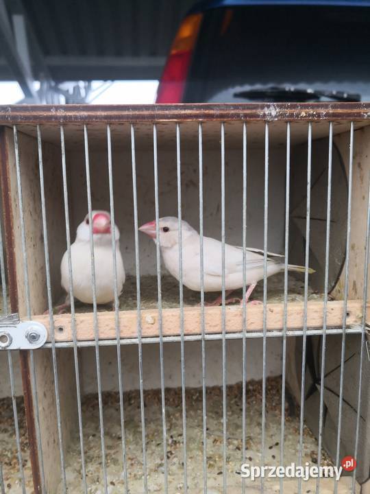 Sprzedam ryżowce łódzkie Zgierz