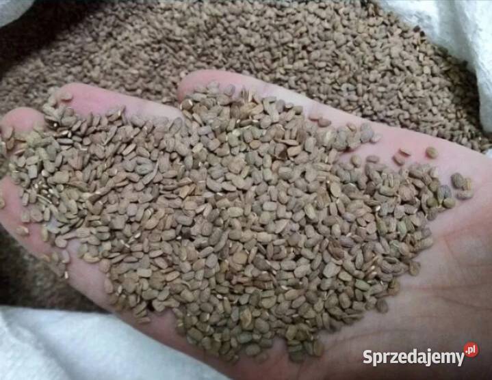 Sprzedam SeradelaSaladera Sompolno