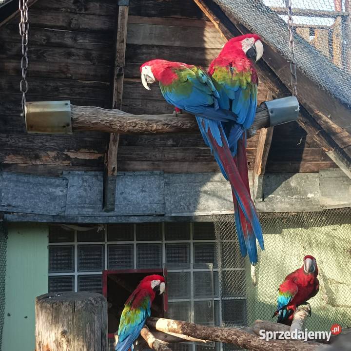 Ara zielonoskrzydła Julianów