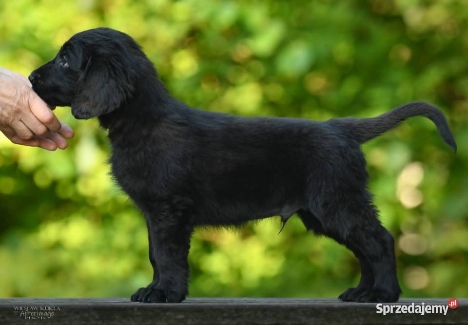 FlatCoated Retriever ZKwP FCI czarne i sprzedam
