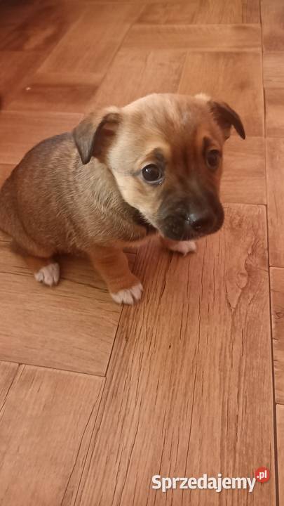 Oddam pieski w ręce opolskie Opole