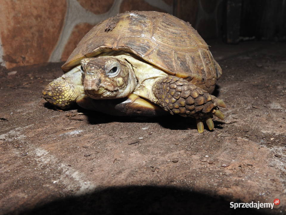 Żółw stepowy i greacki Szczecin sprzedam
