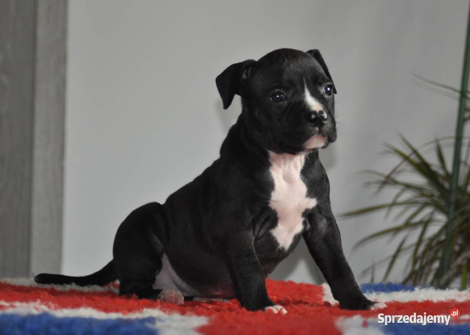 Amstaff zkwp FCI przepiękna suczka