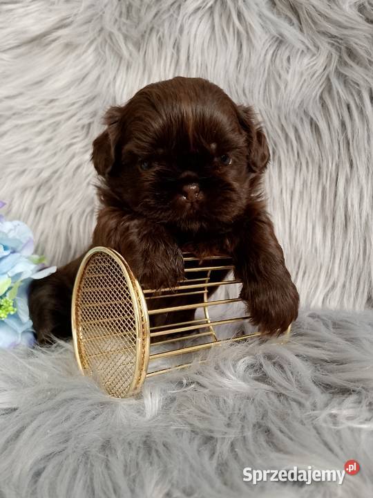 Czekoladowy piesek rasy ShihTzu Namysłów sprzedam