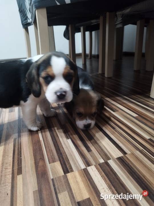 Szczenięta rasy Beagle rodowodowe profil DNA Włocławek