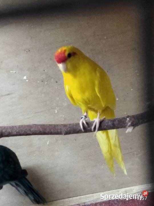 Modrolotki pary sprzedam Rybnik sprzedam