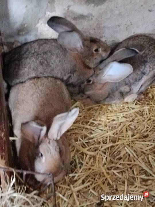 Króliki Gryzonie