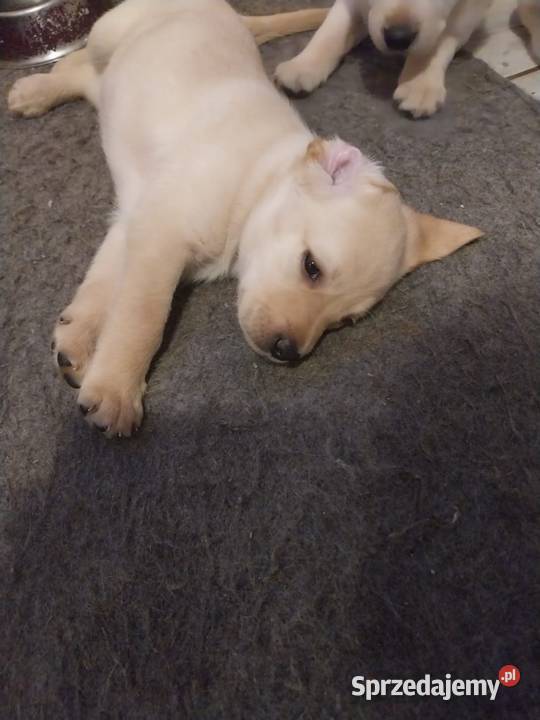 Labrador retriever Słupca