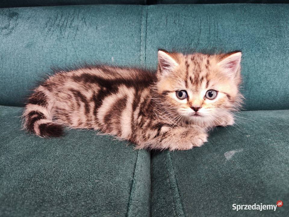 Kocurek brytyjski Alfa