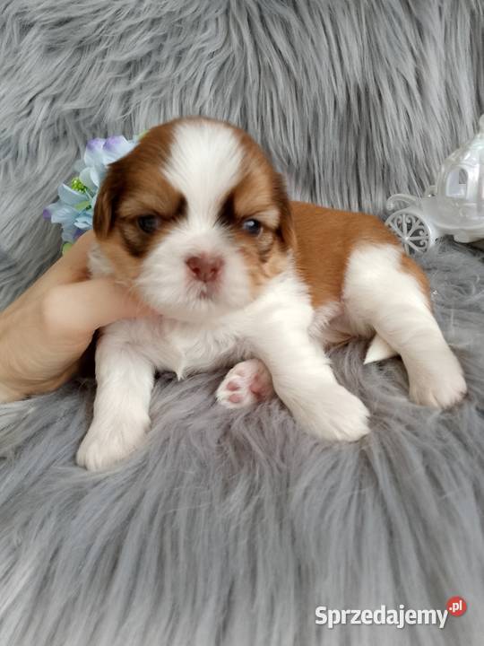 Śliczny biało złoty chłopak z czekoladowym Shih Tzu opolskie sprzedam
