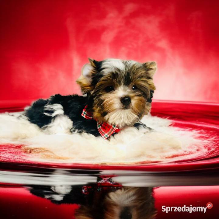 York Biewer możliwy legalny wyjazd z Kraju Wrocław sprzedam