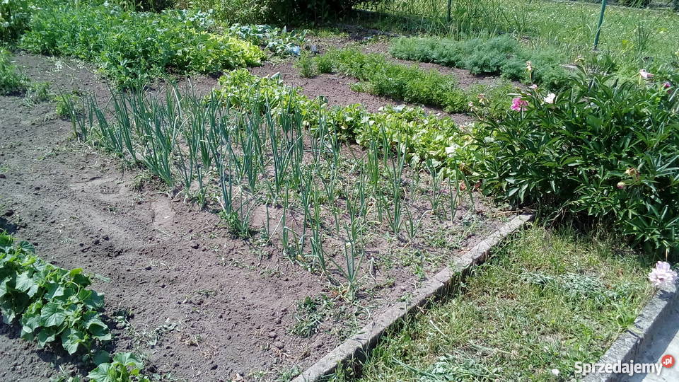 Do sprzedania działka rekreacyjna ROD ZAGRODA dolnośląskie Wrocław