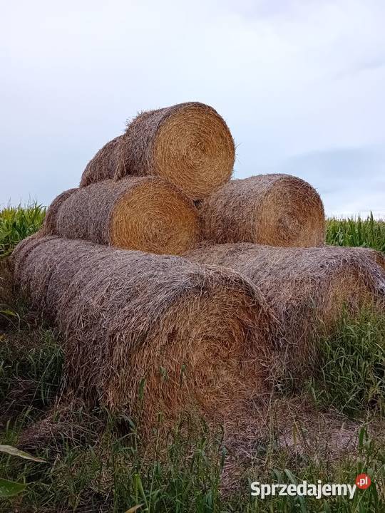Słoma zeszłoroczna 170180 balot Brzeźno Stare