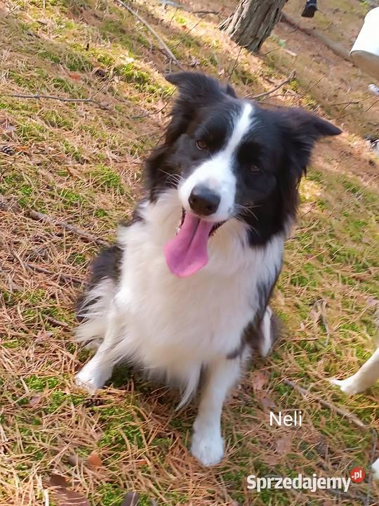 Zapowiedź miotu border collie ZkwPFCI Bełchatów
