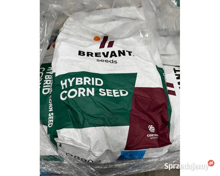 Materiał siewny kukurydzy Brevant P8902 wielkopolskie Gniezno