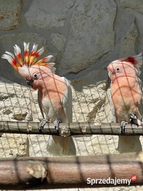 Kakadu Alba Park Papug Kraków