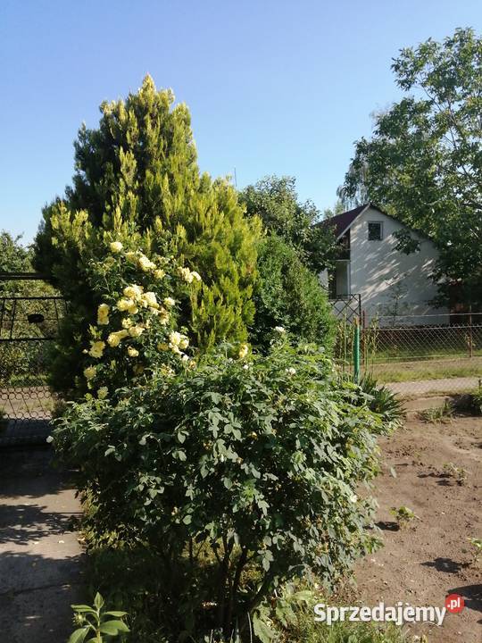 Działka Wisłą w Chełmnie Chełmno