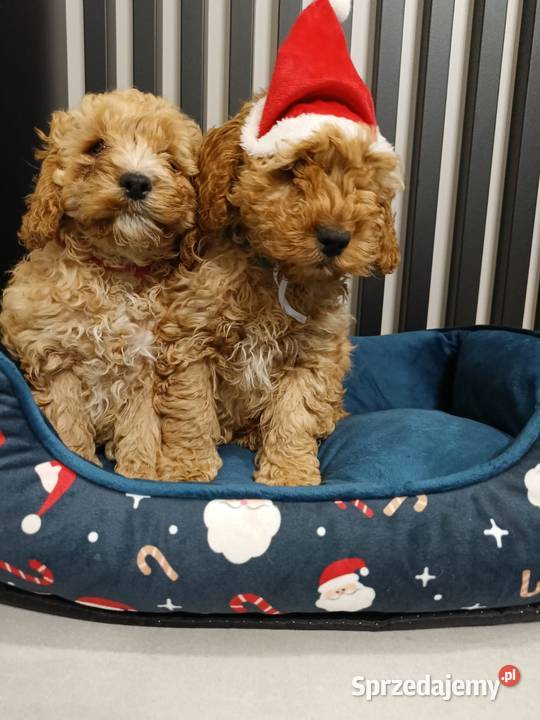 Cockapoo F1 Cocker Spaniel Pudel Miniaturowy Radom