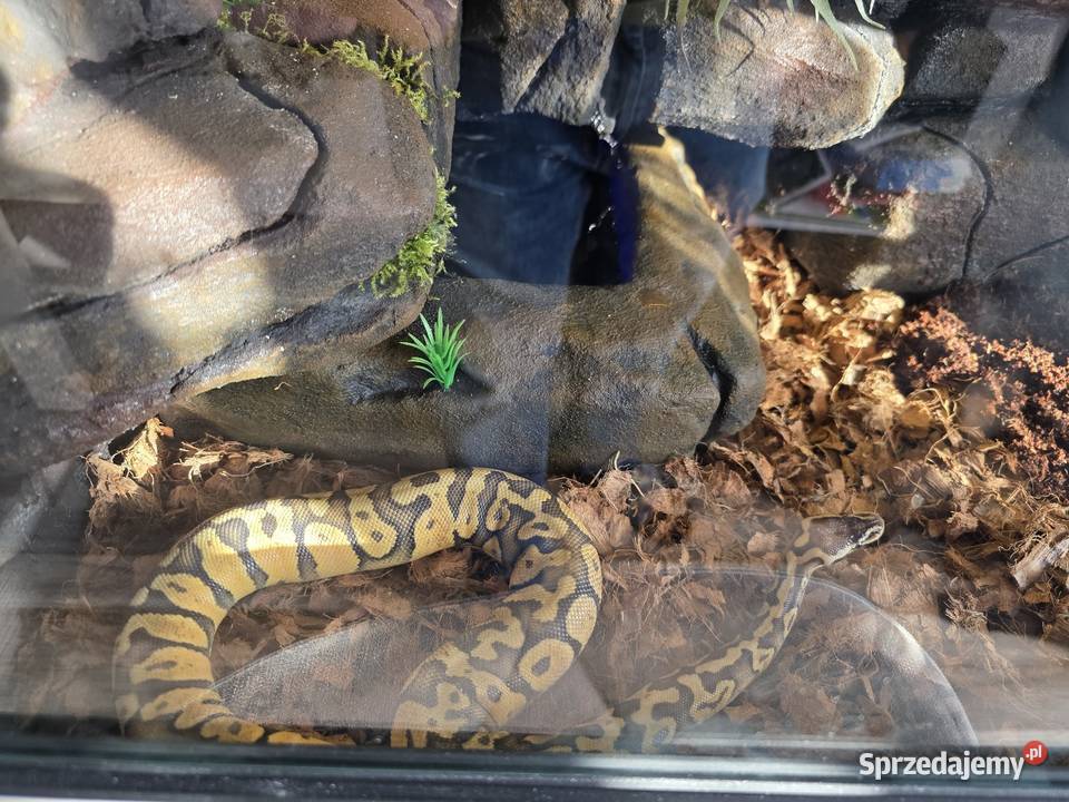 Wąż nie zbożowy Pozostałe Sosnowiec