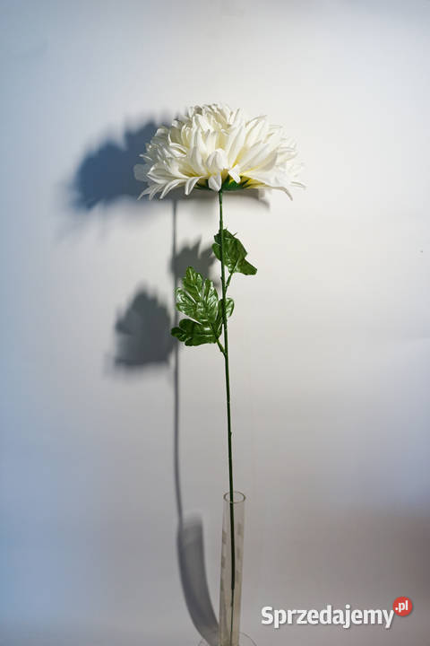 Chryzantema w kolorze białym Częstochowa
