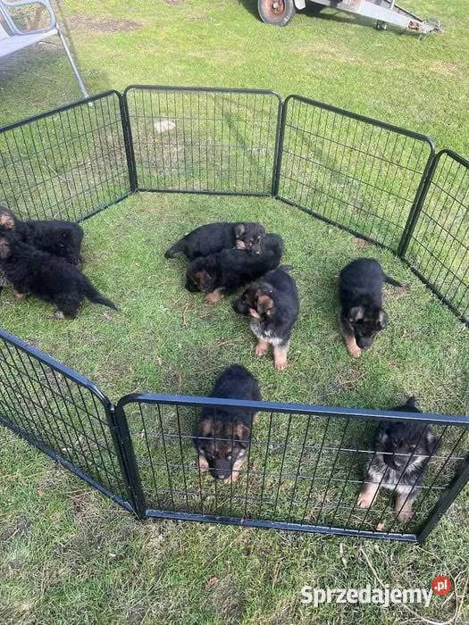 Domowe Owczarki Niemieckie z Rodowodem Tarnowiec