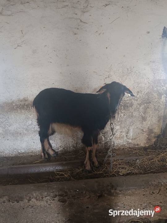 Mam do sprzedania kozy kazimierzowskie dwie