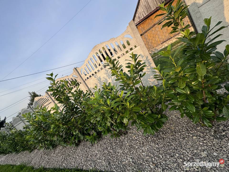 Laurowiśnia Novita zielony żywopłot 80100 świętokrzyskie