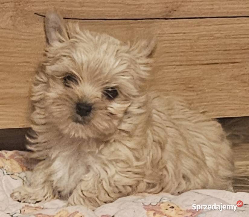 Yoreczka Przepiękna dziewczynka Golddust York Częstochowa