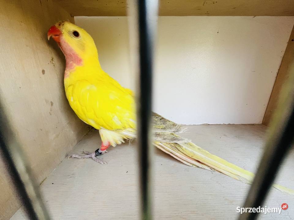 Księżniczka Walii samiec lutino