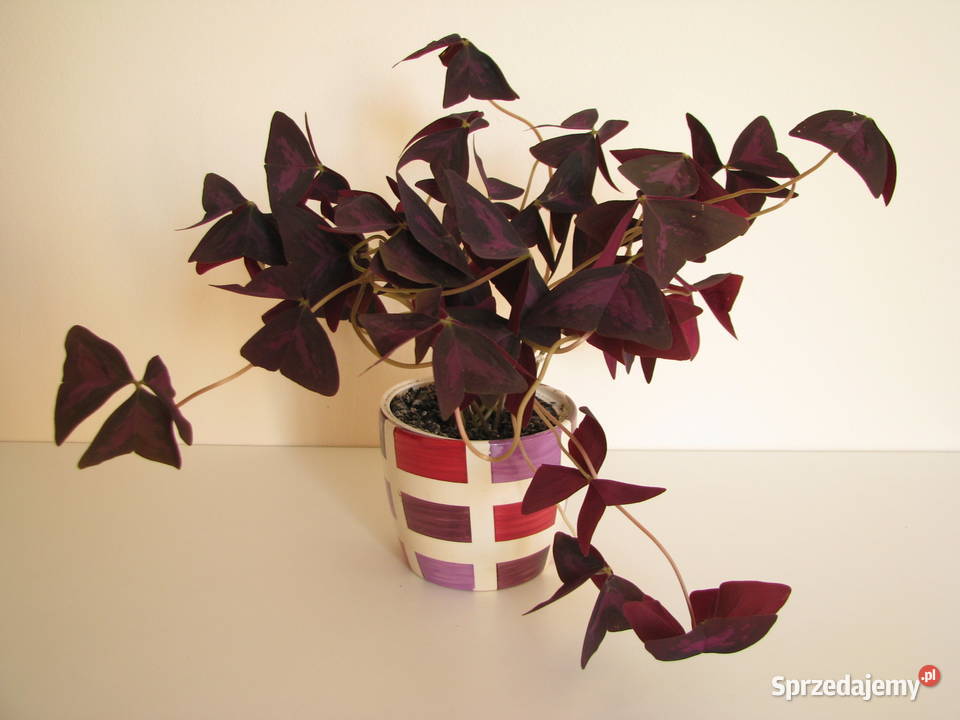 Szczawik trójkątny purpurowy na taras do