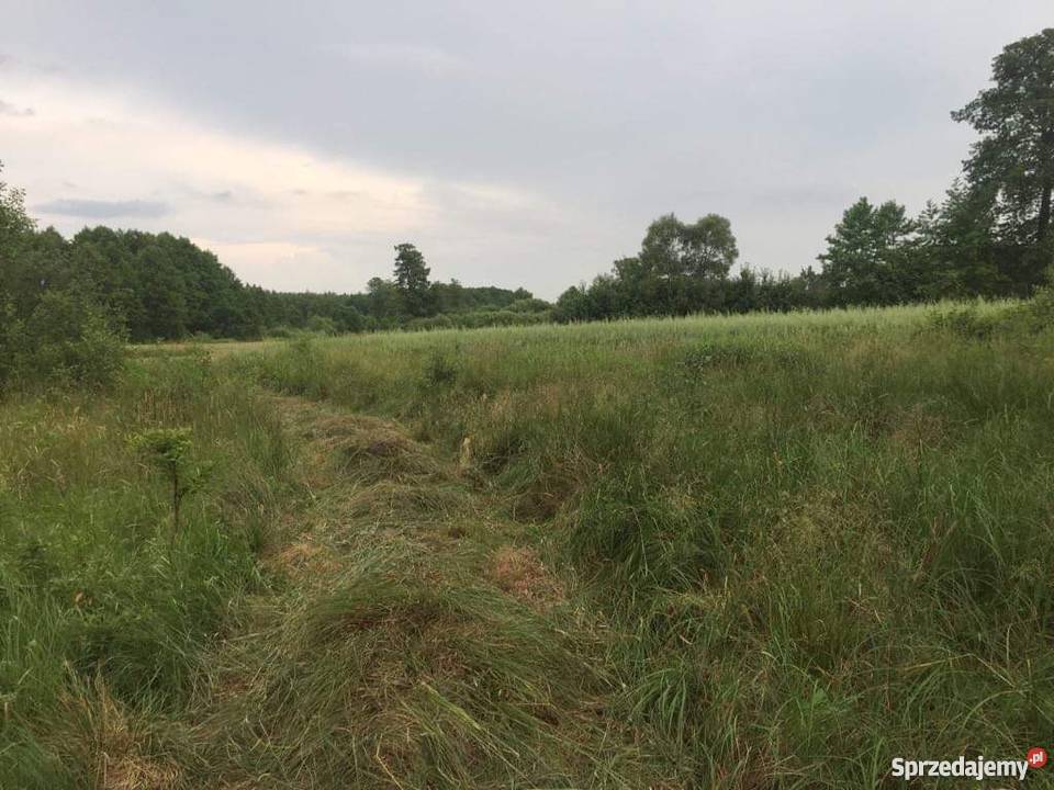 Działka rolnosiedliskowa 50300 m2 Pilicą Grunty i działki